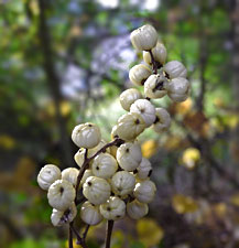 Giftefeu Fruchtstand (Beeren)