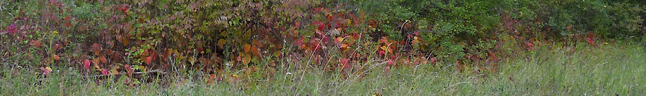 Giftsumach Hecke im Herbst