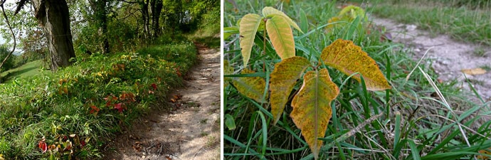 Giftsumach an einem Wanderweg in Deutschland