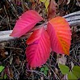 Giftsumach Herbstfärbung