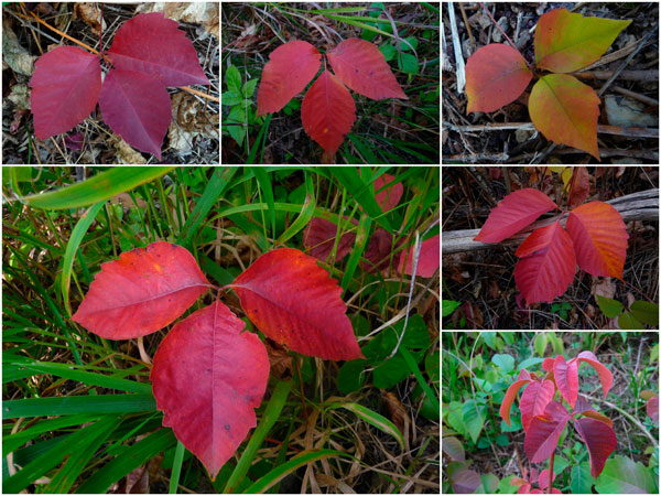 Giftsumach Herbstfärbung (Collage)