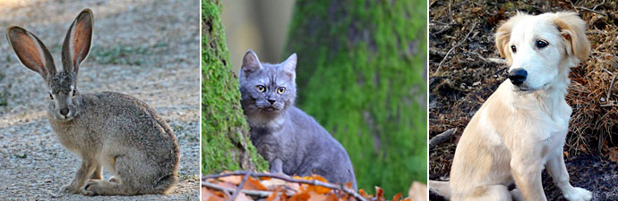 Wildhase, Hund & Katze